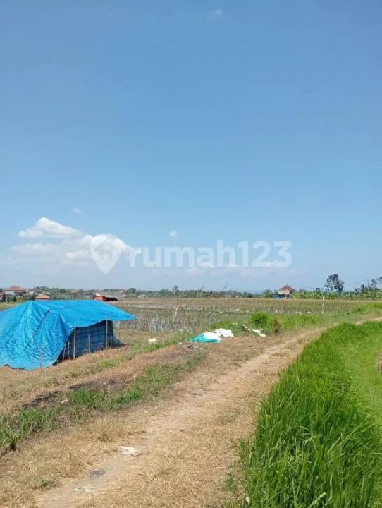 Jual Tanah Sawah Murah di Tabanan View Gunung dan Laut - Image 3 of 4
