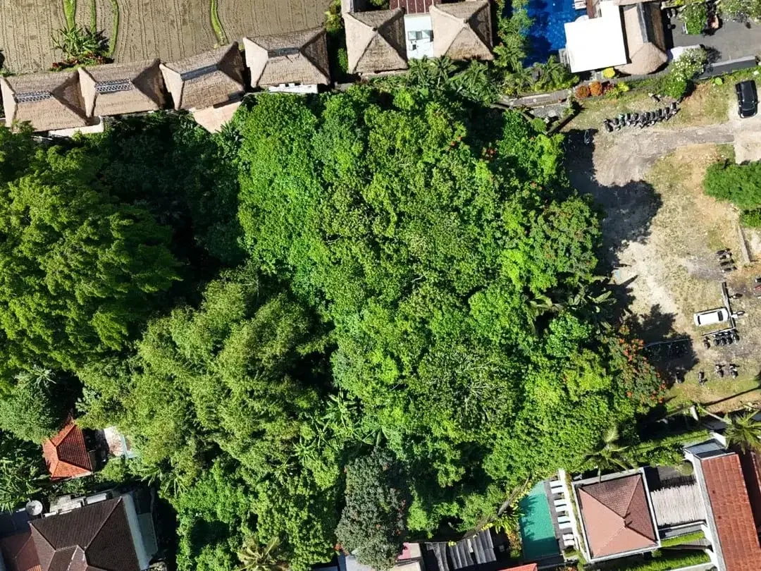 Land For Lease In Central Ubud - Image 5 of 7