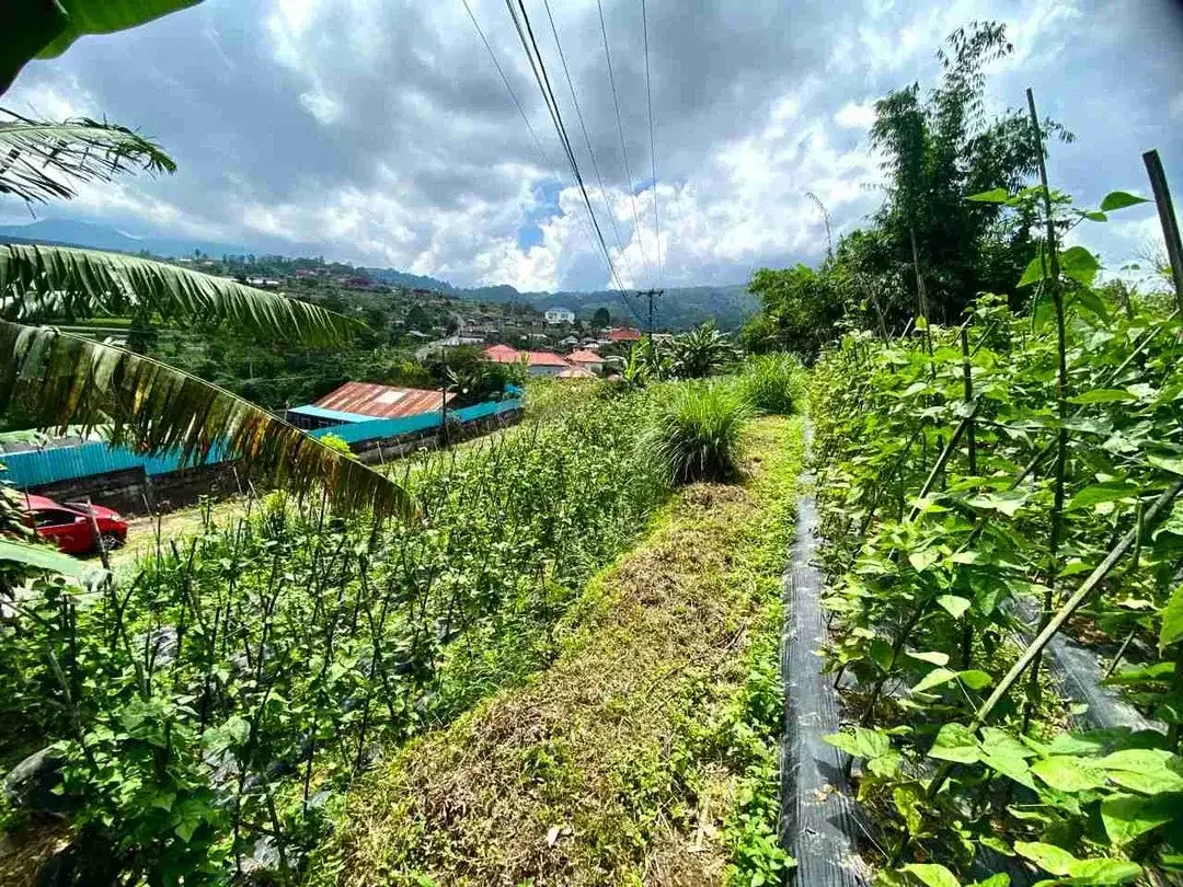 Tanah Kebun View Gunung di Baturiti Dekat Bedugul Bali - Image 2 of 3
