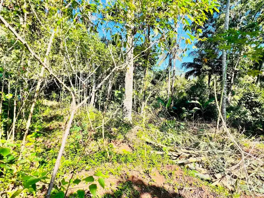 jual tanah Luas 950 m² harga 380 juta global, kawasan villa jarang ada, di tabanan bali. - Image 8 of 10