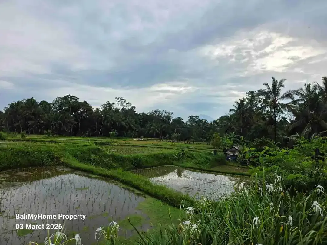 tanah dijual murah di payangan Ubud Gianyar - Image 2 of 6