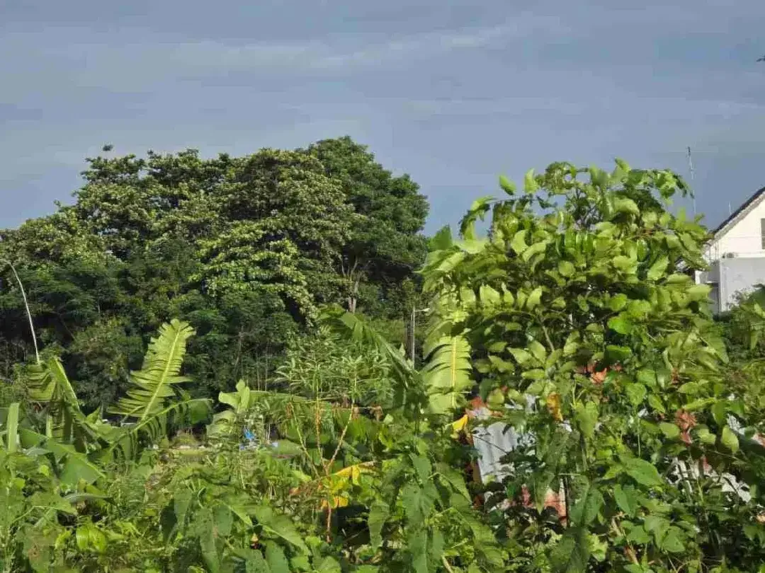 Disewakan Tanah 4.825m² yang terletak Di kawasan Jl.Tukad Badung Renon - Image 4 of 9