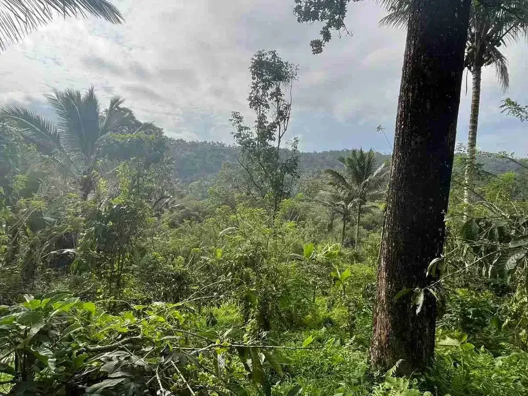 jual tanah kebun kopi Los sungai view sawah di pupuan tabanan bali. - Image 4 of 10