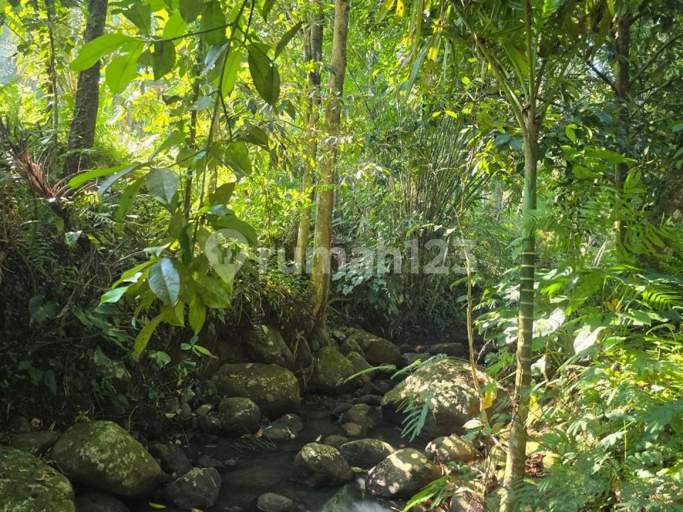 Dijual Murah Tanah Kebun.manggis Los Sungai View Sawah Dekat Villa di Tabanan Bali - Image 2 of 4