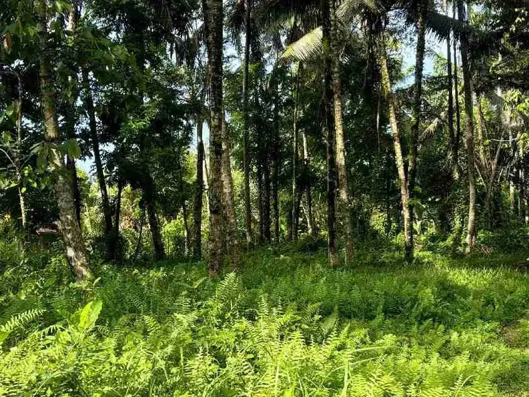 Tanah View Jungle & Sawah Dekat Ubud Lingkungan Tenang dan bagus - Image 4 of 10