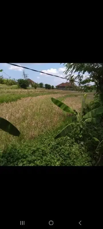 tanah kontrak termurah di jalan utama canggu tanah lot - Image 2 of 10