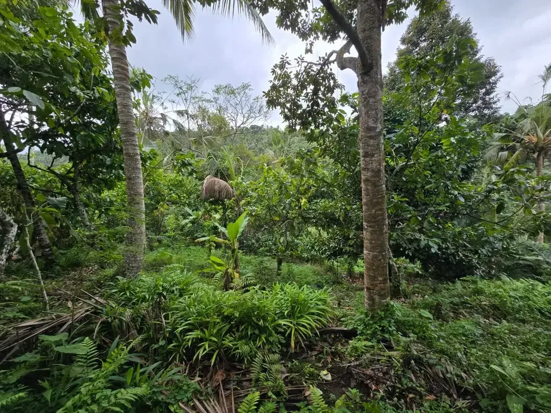 Dijual tanah di bali los sungai dengan view exotik jugle - Image 3 of 10