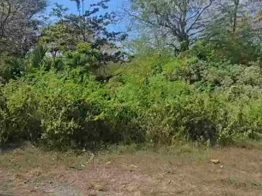 Jual Tanah Luas 6.06Hektar Zona Pink /Zona Pariwisata Jl Gunung Payung ,ungasan - Bali - Image 7 of 8