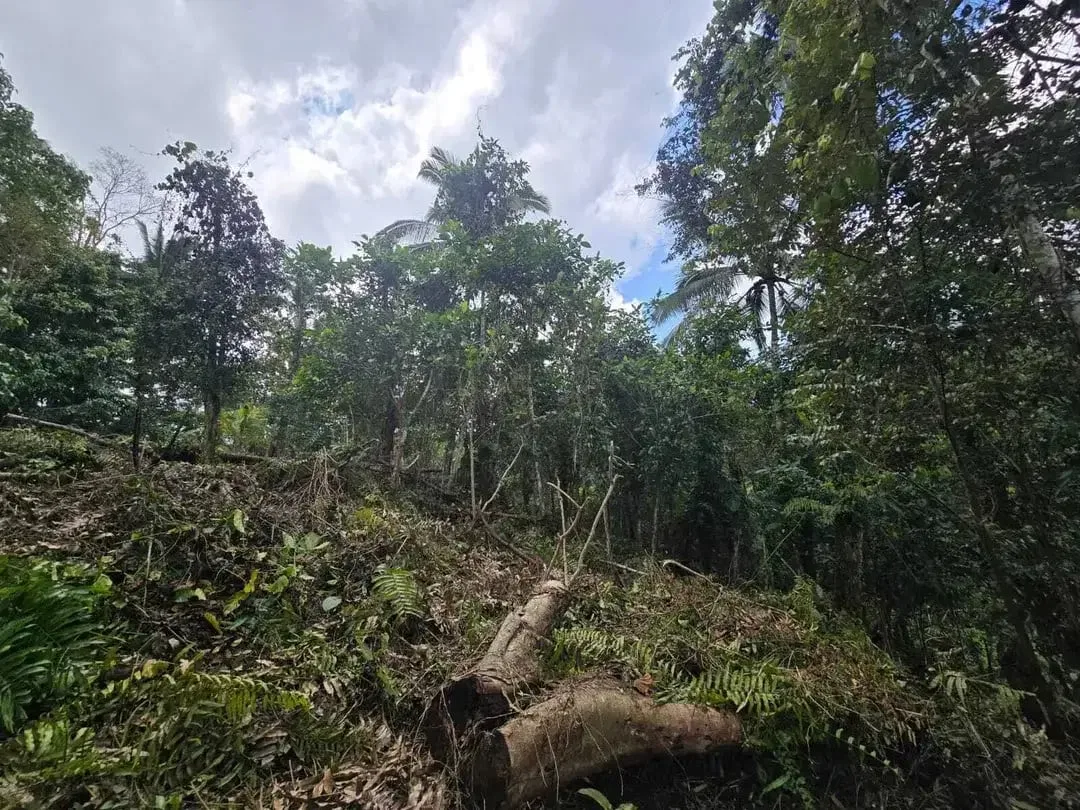 Dujual kebun durian manggus murah di tabanan balj - Image 9 of 10