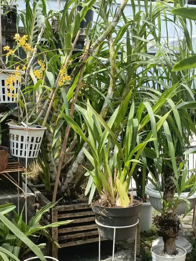 Anggrek oncidium - Image 3 of 4