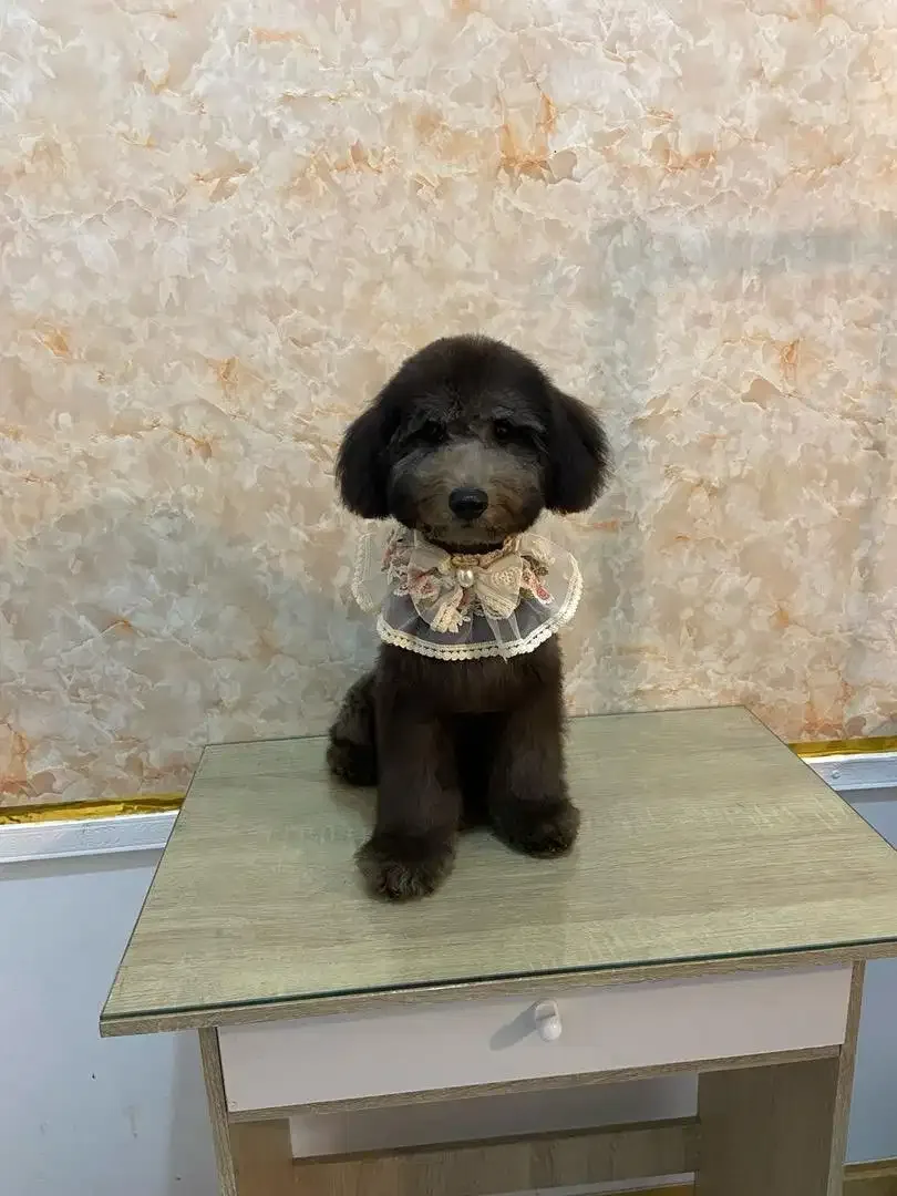Grooming anjing di denpasar - Image 1 of 7