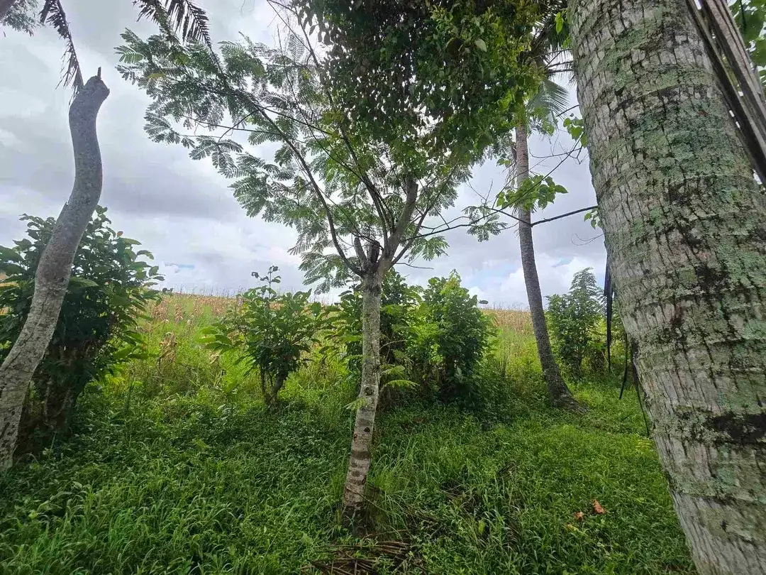 Dijual tanah zona kuning / yellow view sawah di tabanan bali - Image 2 of 10
