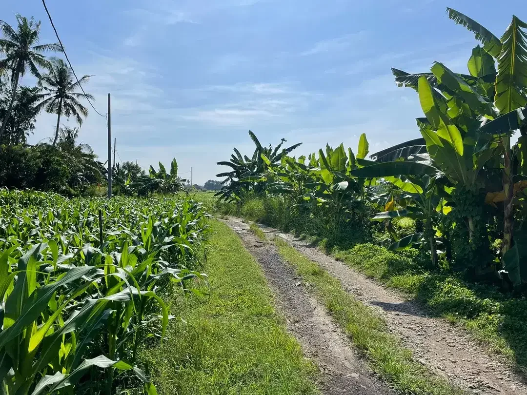 Land Freehold 1230 Sqm in Tibu Biu Tabanan - Image 8 of 9