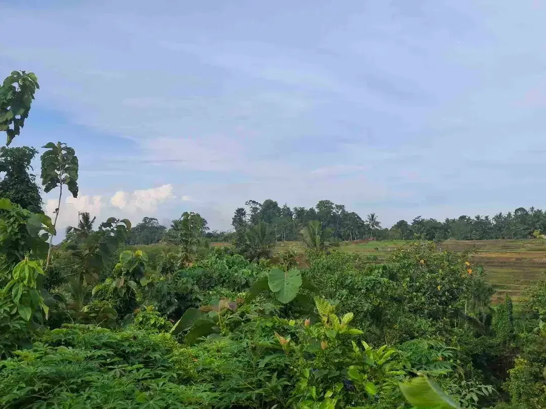 tanah kebun view gunung, view sawah dan los sungai kecil - Image 6 of 8