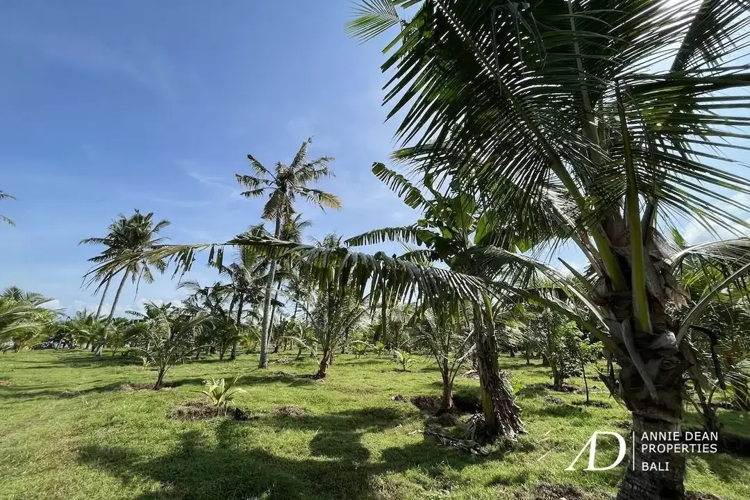 FREEHOLD LAND FOR SALE IN PANTAI MELAYA, JEMBRANA (257 ARE) - Image 3 of 9