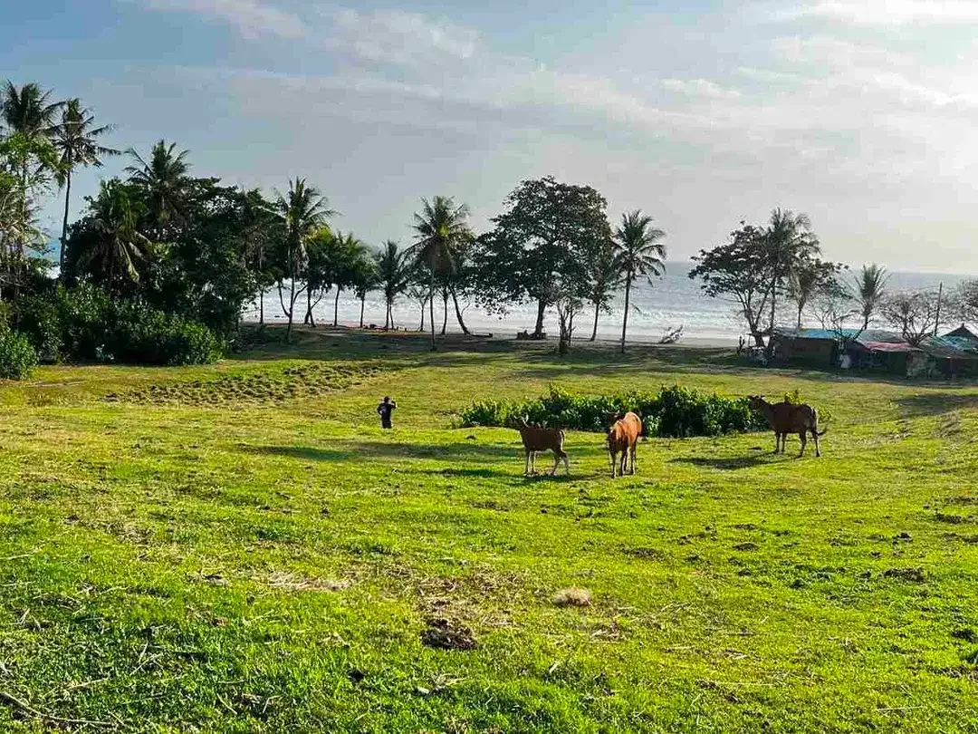 dijual tanah Los pantai kelecung tabanan bali - Image 8 of 10