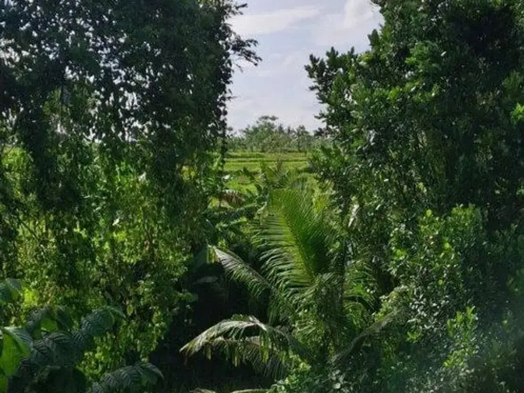 Tanah Komersil 84,43 Are Dijual, di Area Singapadu Tengah Ubud - Image 2 of 5