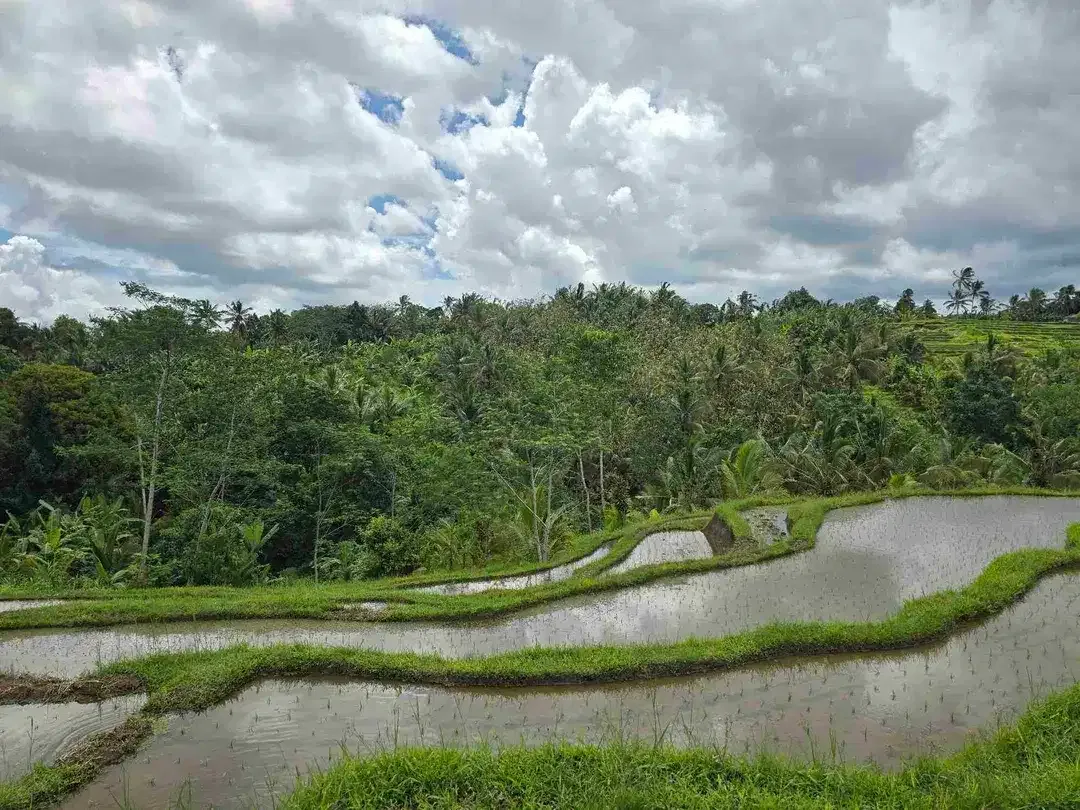 dijual tanah kebun dan sawah view cantik di penebel tabanan bali - Image 10 of 10