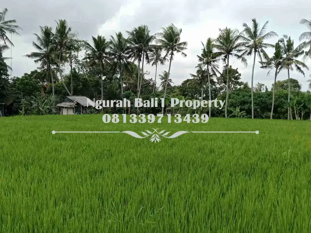 Tanah Dijual Murah Luas 47,95 Are Kawasan Villa di Tengkulak Ubud - Image 5 of 6