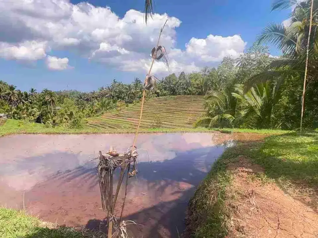 jual tanah kebun luas kecil los sungai di selemadeg tabanan bali. - Image 8 of 8