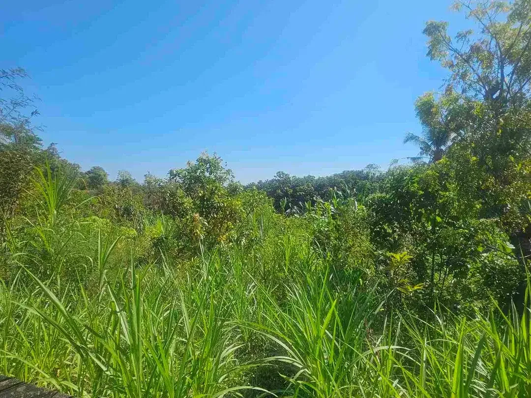 kebun durian datar cocok buat segala jenis tanaman dan murah dibawah pasaran - Image 6 of 8