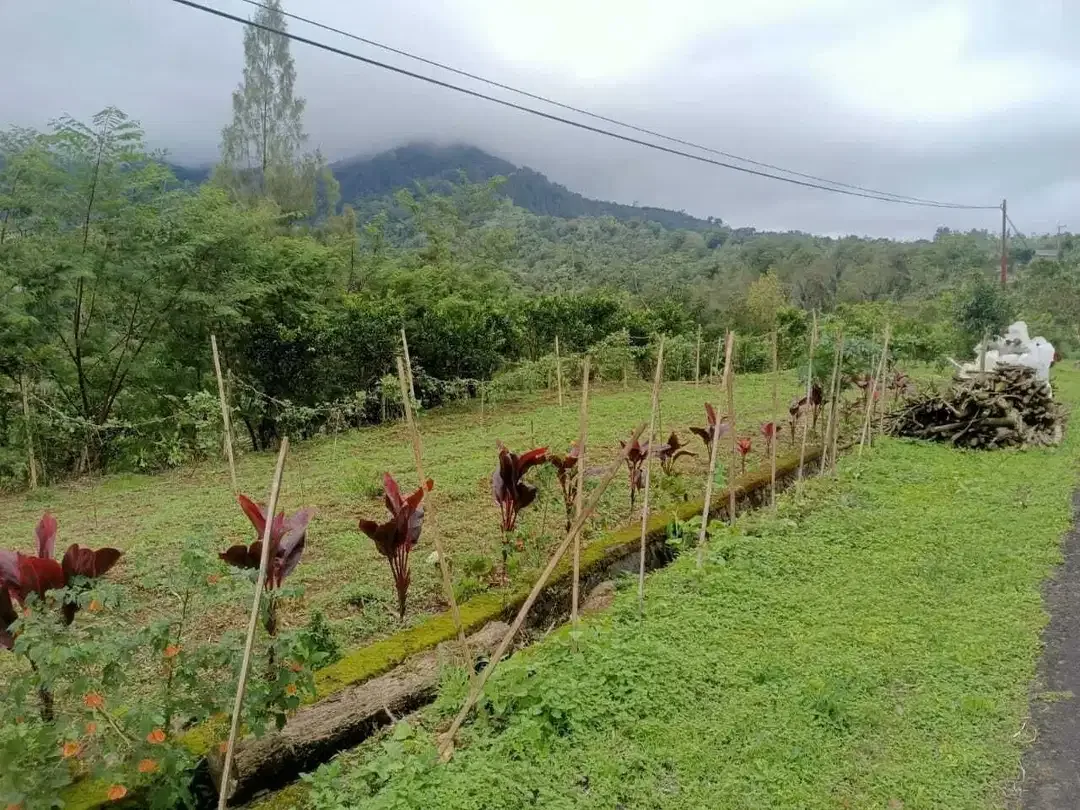 Dijual Tanah BUC Pinggir Jalan Utama Kintamani Barat - Image 3 of 4