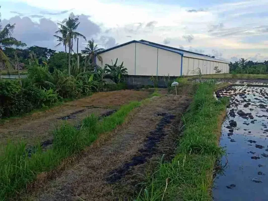 SALE!! TANAH SIAP BANGUN 6,76 HA KETEWEL IDA BAGUS MANTRA - Image 10 of 10