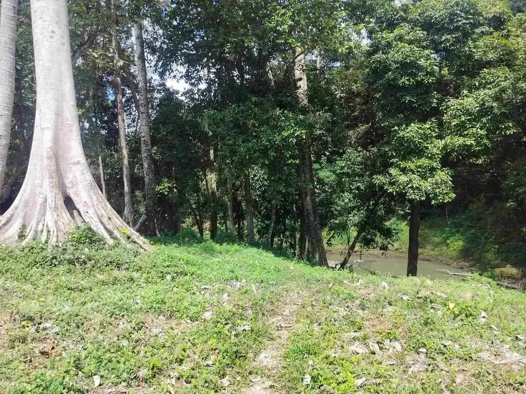 jual tanah premium.lok cepaka kaba kaba tabanan luas 3050m2 hrga 550jt/ are/100m2 - Image 7 of 10