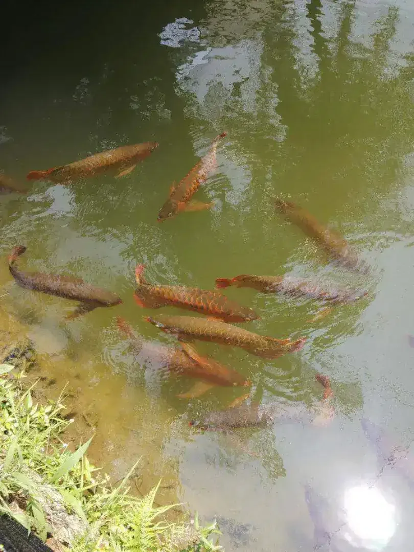 Arwana / Arowana Super Red Kalimantan 60CM (INDUKAN) - Image 3 of 6
