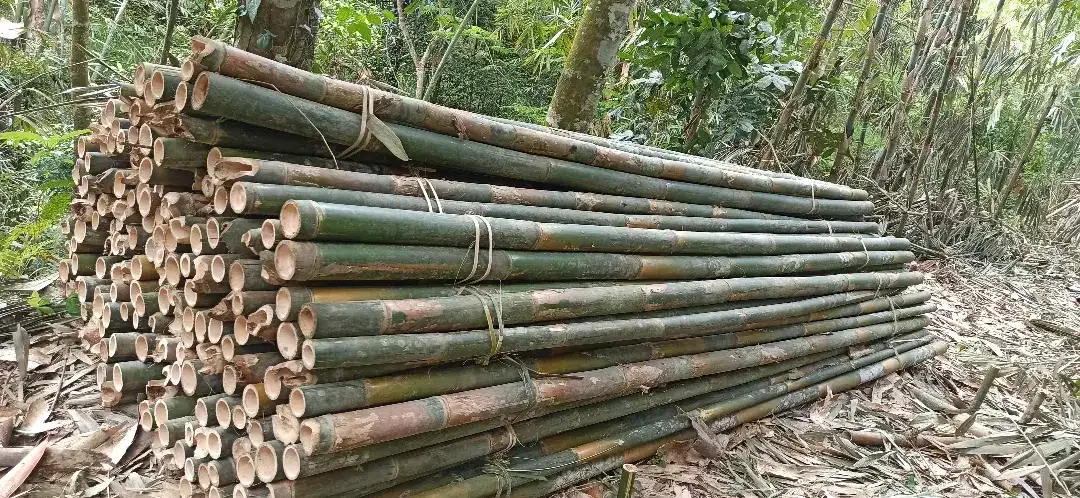Dijual kayu lokal - Image 9 of 10