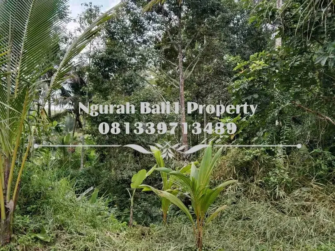 Disewakanl Tanah Murah Luas 55  Are Pemandangan Hutan di Ubud Pejeng - Image 3 of 7