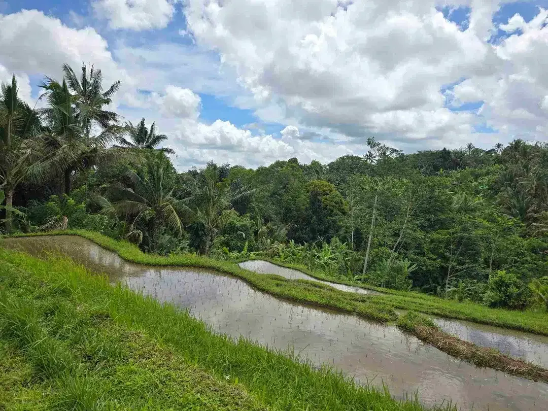 dijual tanah kebun dan sawah view cantik di penebel tabanan bali - Image 4 of 10