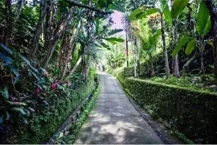 Discover Freehold Stunning Forest View Land In Keliki Village – Ubud - Image 2 of 8