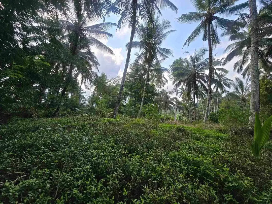 Butuh uang cepat dijual tanah datar view sawah di tabanan bali - Image 7 of 10