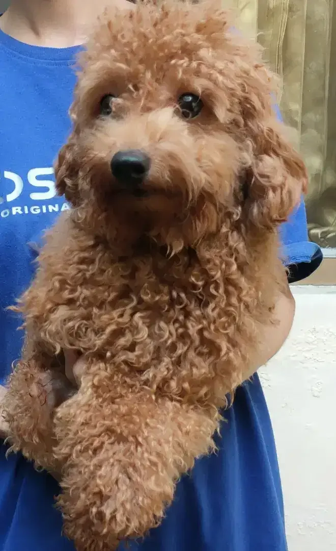 DI JUAL MURAH TOY POODLE Apricot JANTAN STAMBUM VAKSIN KUALITAS BAGUS - Image 5 of 5