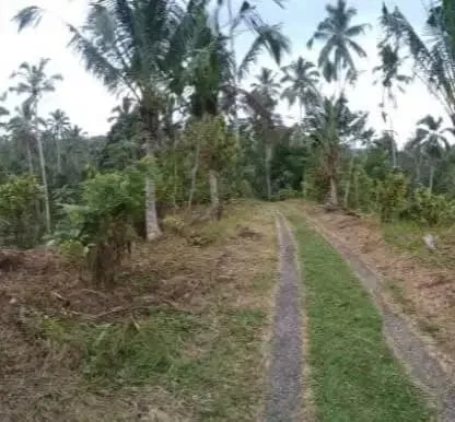 Tanah kebun dekat Talasi Estate dan Alassari Plantation Bali - Image 1 of 3