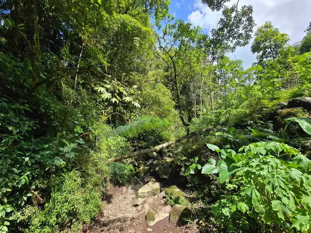 DIJUAL TANAH KEBUN KOPI ARABICA VIEW LAUT DAN GUNUNG DI TABANAN BALI - Image 7 of 10