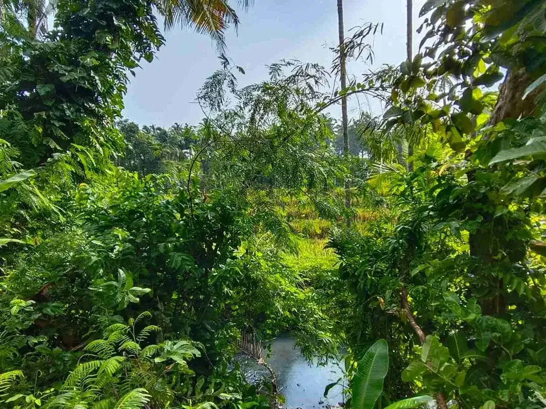 di jual tanah strategis dekat pantai zona pink Los sungai view sawah di tabanan bali - Image 6 of 9