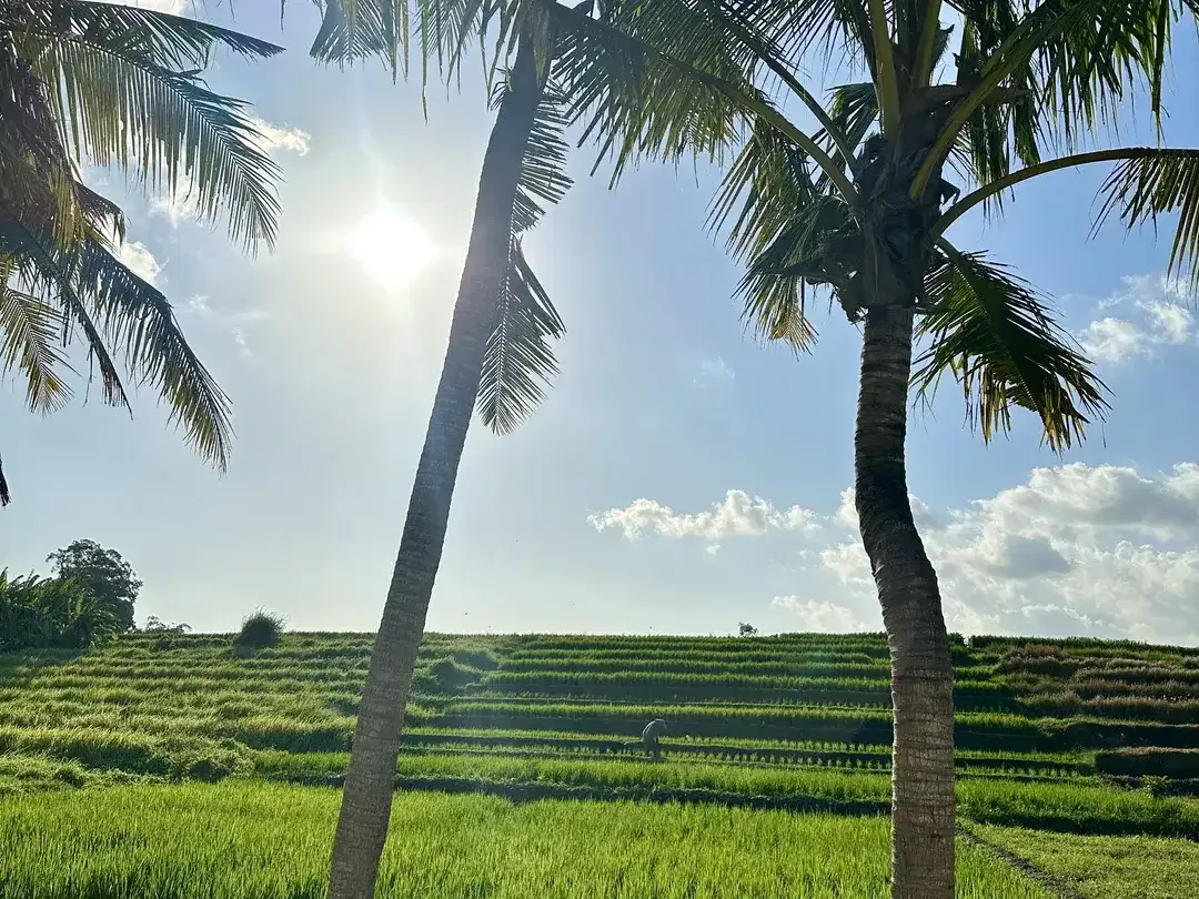 LAND FOR SALE KEDUNGU RICEFIELD VIEW SUROUND - Image 2 of 10