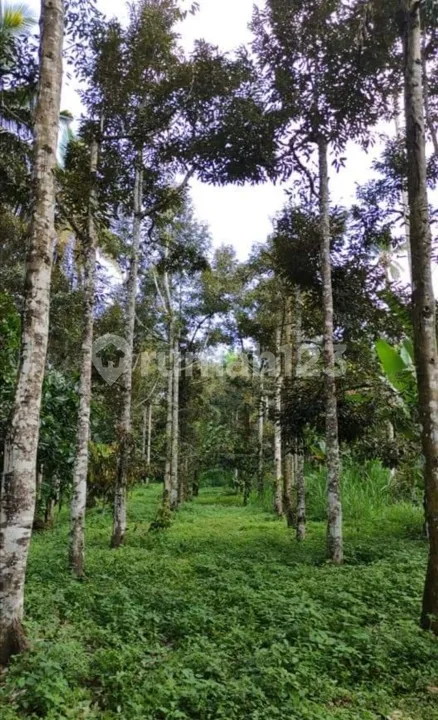 LAHAN KEBUN MURAH BALI - Image 2 of 4