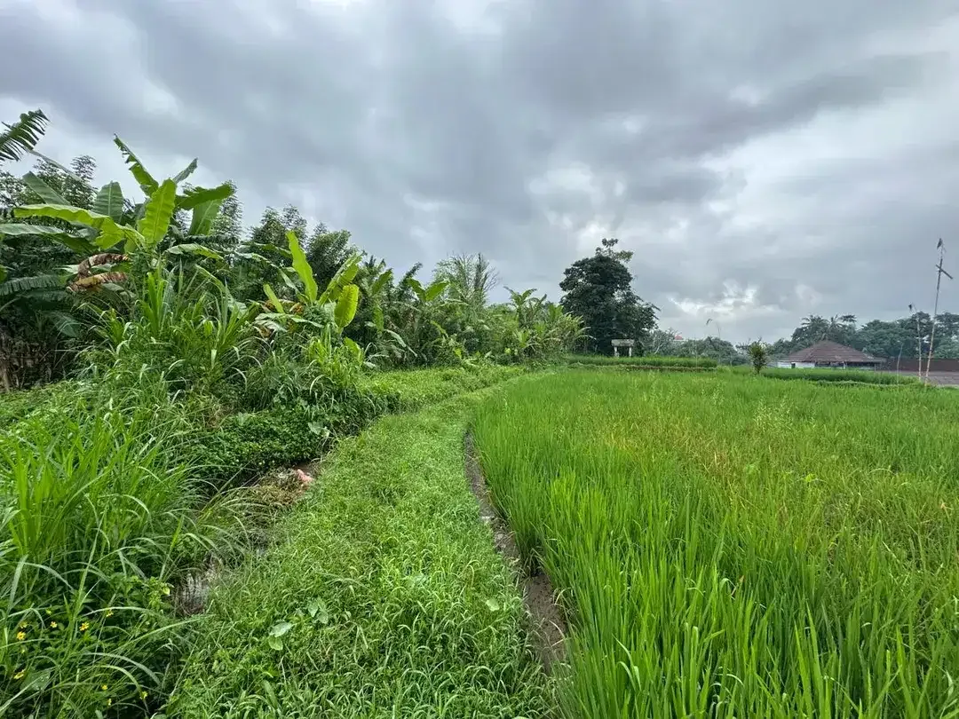 DIJUAL – Tanah Premium di Tegalalang dengan View Sawah & Pegunungan - Image 4 of 10