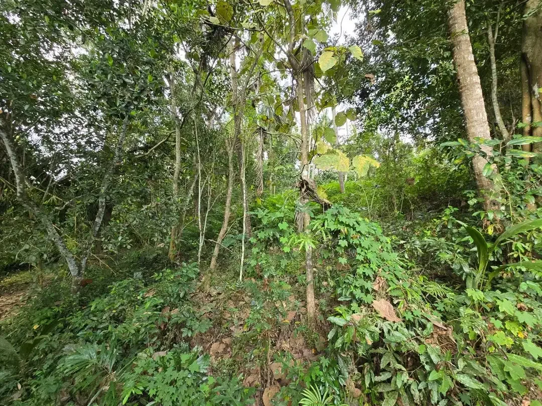 Dijual tanah los sungai view sawah di bali - Image 3 of 10