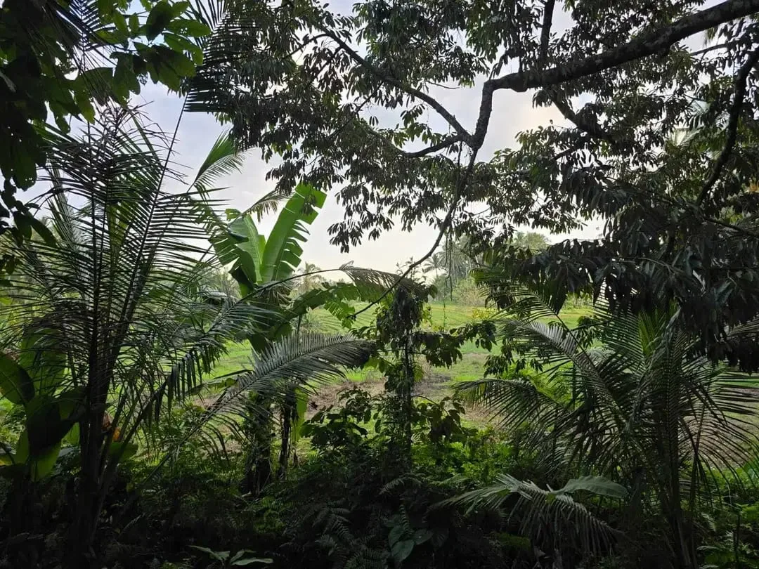 Dijual tanah kebun view sawah di bali yello zona - Image 2 of 10