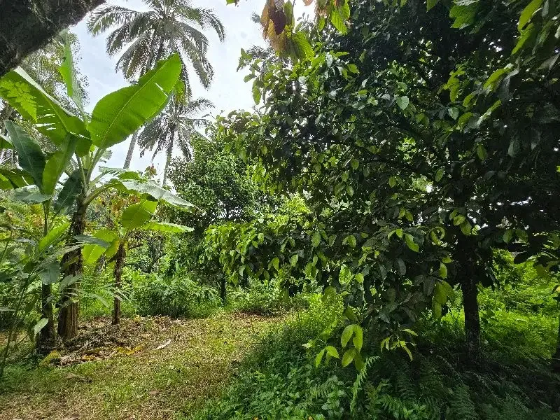 DIJUAL TANAH KEBUN  view sawah terasering di penebel tabanan bali - Image 7 of 9