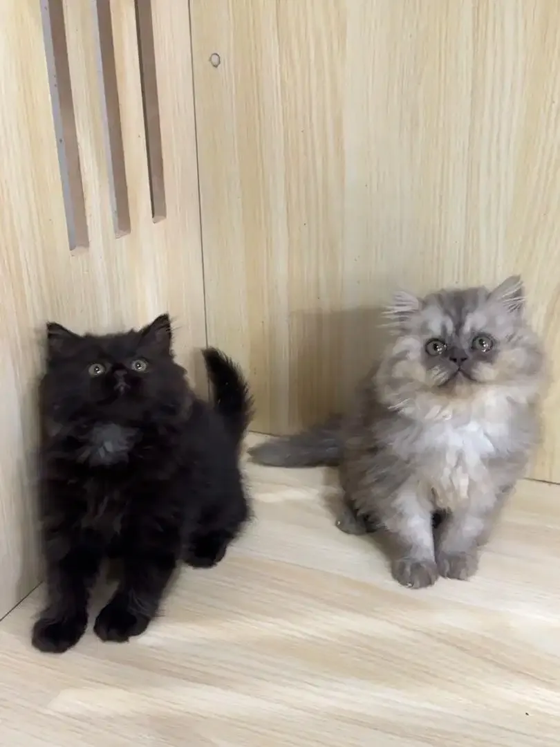Kitten Kucing Persia - Image 4 of 4