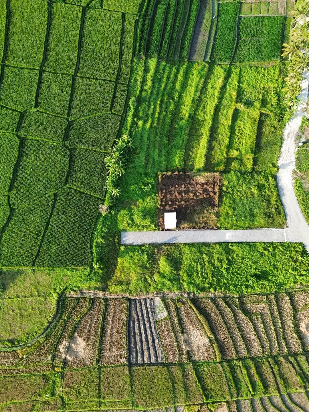 DIJUAL TANAH PANTAI KEDUNGU DEKAT CANGGU - Image 1 of 10
