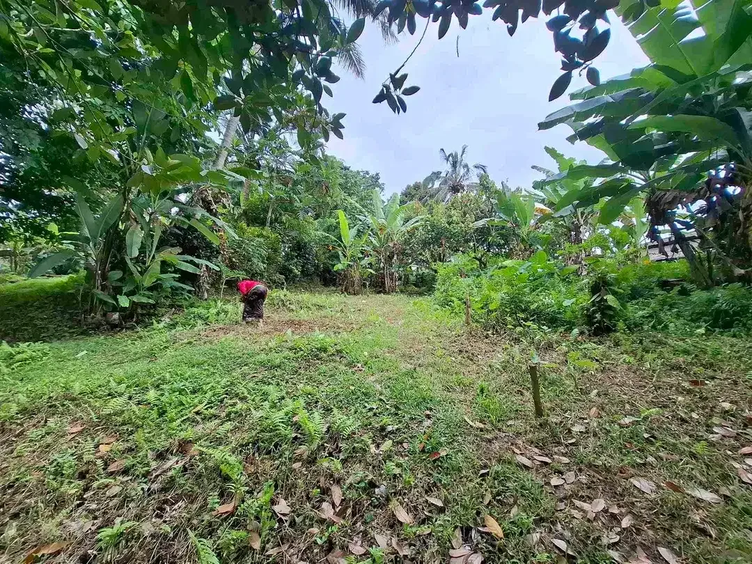 tanah luasan kecil view sawah dapat akses jalan utama penebel - Image 4 of 8