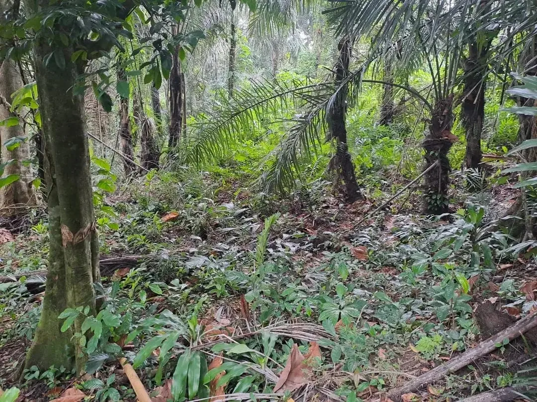 Prime Riverside Land In Mambal, Abiansemal, Quiet Area, Close To Central Ubud, Suitable For Villa - Image 2 of 6