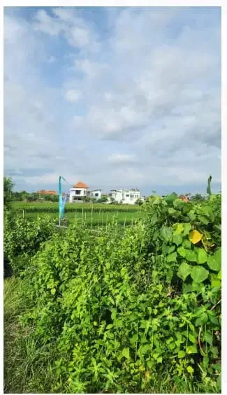 Tanah View Sawah di Kerobokan Kuta Utara - Image 4 of 10