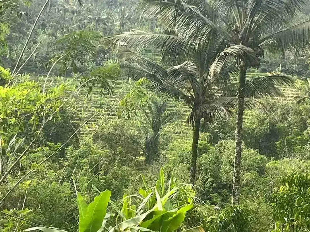 jual tanah kebun kopi Los sungai view sawah di pupuan tabanan bali. - Image 10 of 10